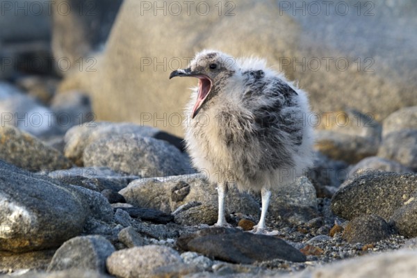 South Polar Skua (Stercorarius maccormicki) juvenile, Inexpressible Island, Antarctica