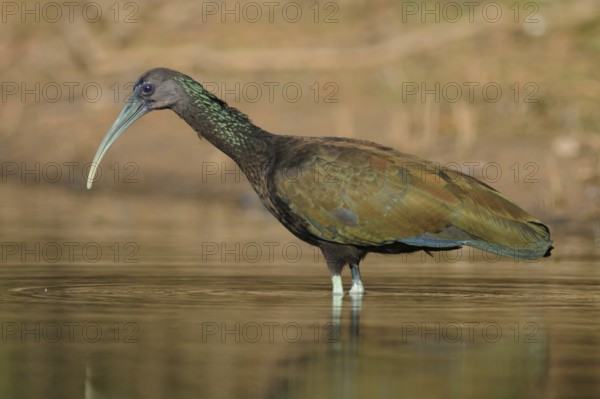 Green Ibis (Mesembrinibis cayennensis), Pantanal, Brazil