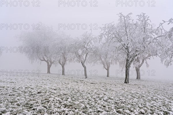 Row of trees with hoarfrost, Lindenberg, Freiamt, Canton of Aargau, Switzerland