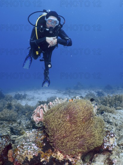 A diver floats above a coral reef with sea anemones and clownfish, dive site Close Encounters, Permuteran, Bali, Indonesia