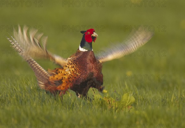 Common Pheasant (Phasianus colchicus) male, Schleswig-Holstein, Germany