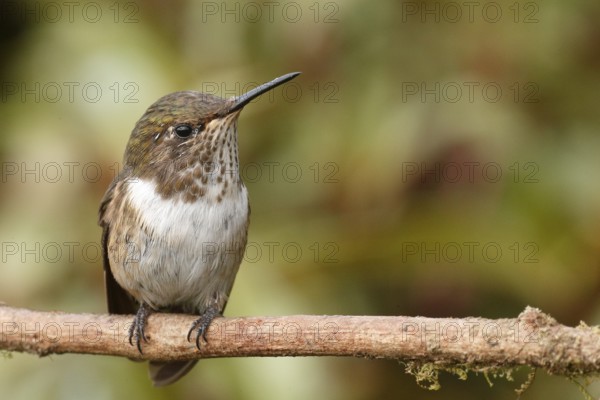 Scintillant Hummingbird (Selasphorus scintilla) female, Costa Rica