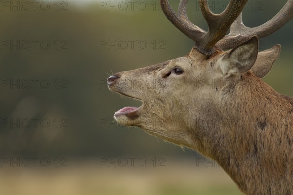 Red deer (Cervus elaphus) adult male stag animal roaring during the rutting season in autumn, England, United Kingdom