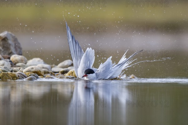 Common Tern (Sterna hirundo) bathing, North Rhine-Westphalia, Germany