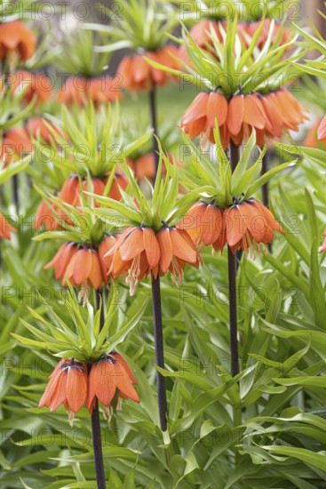 Imperial Crown (Fritillaria imperialis 'Aurora')