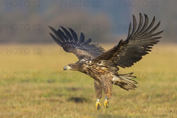 White-tailed eagle, hawk family, animals, birds, birds of prey, (Haliaeetus albicilla), biotope, habitat, foraging, centrapoles, Kutno, Lodz, Poland