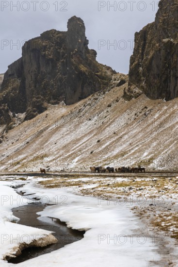 Group of Icelandic horses (Equus ferus caballus) in front of mountain, stream, snow, winter, Iceland, Scandinavia