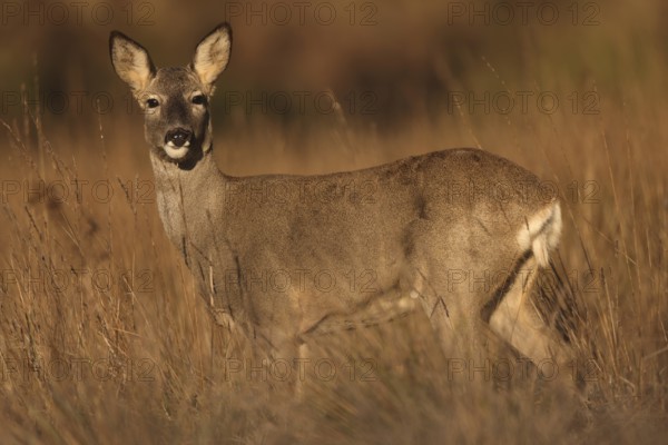 A graceful roe deer stands alert amidst golden grass, blending seamlessly into the natural landscape. Its gentle gaze and elegant posture capture the essence of wildlife harmony