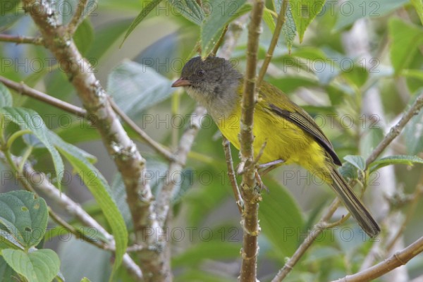 Gray-hooded Bush-Tanager (Cnemoscopus rubrirostris) perched on a branch in Ecuador, South America