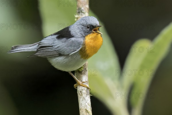 Flame-throated Warbler (Oreothlypis gutturalis) perched on a branch in Panama
