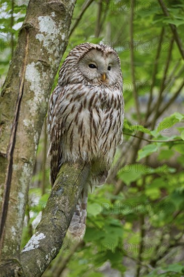 Ural owl (Strix uralensis), sitting on a branch surrounded by green foliage and observing its surroundings, summer