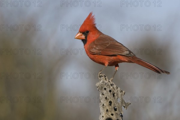 Northern Cardinal (Cardinalis cardinalis), Arizona, USA