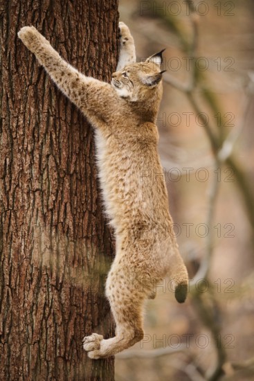 Eurasian lynx (Lynx lynx) climbing on a tree, Bavaria, Germany