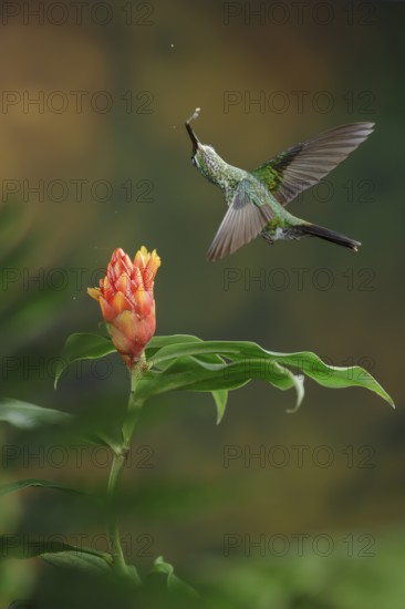 This is one of my favorite hummingbird photos that I have in my collection. It's taken using a technique called multiple-flash that is quite popular but difficult to do well. The hardest thing is to make the flash lighting look natural. Careful placement of my flashes gave a completely natural look to this picture of a Green-crowned Brilliant visiting a Costus flower in the Costa Rican highlands