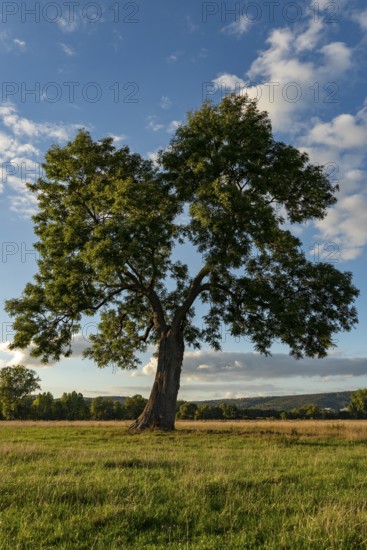 Large ash tree (Fraxinus excelsior) in a meadow under a blue sky with clouds in a peaceful landscape, Emmerwiesen, Lügde, North Rhine-Westphalia, Germany