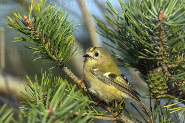 Goldcrest, (Regulus regulus), sitting in a fir tree, Falsterbo, Falsterbo, Skåne, Sweden