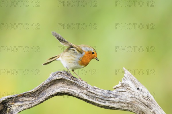 European robin (Erithacus rubecula) sitting on an old wooden branch, Bavaria, Germany