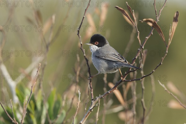 Cyprus Warbler (Sylvia melanothorax) male, Cyprus