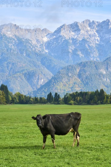 Cattle (Bos taurus) on a meadow with the mountains in the background, autumn, Bavaria, Germany