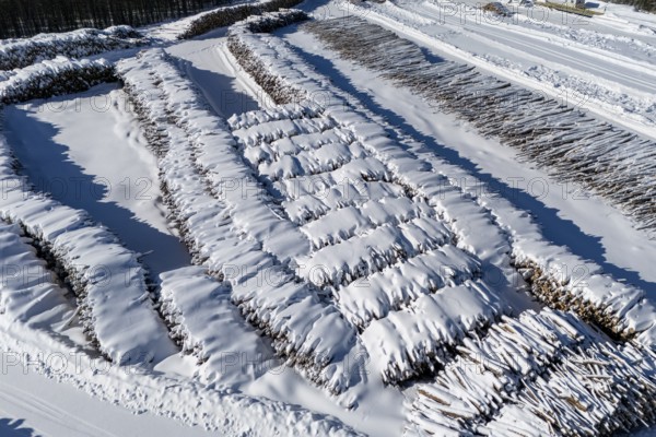 Storage area for cut logs under the snow, Region of La Mauricie, Province of Quebec, Canada