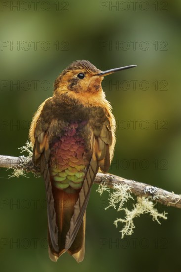 Shining Sunbeam (Aglaeactis cupripennis) perched on a branch in the Andes mountains of Colombia