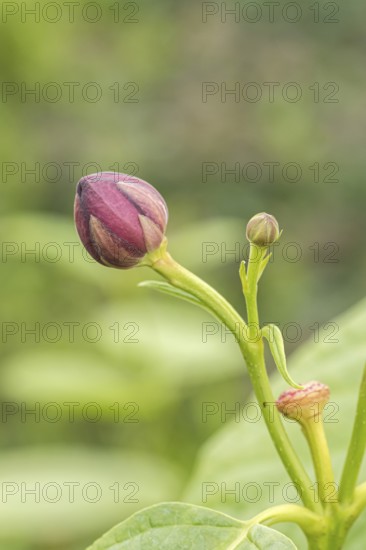 Spice bush (Calycanthus 'Aphrodite'), BS Sämann, Germany