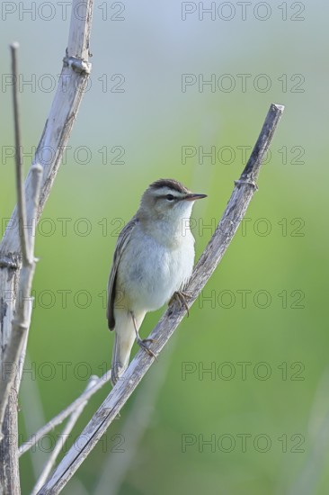 Reed Warbler (Acrocephalus schoenobaenus) sitting in a shrub, Wildlife, Lembruch, Ochsen Moor, Dümmer nature park Park, Lower Saxony, Germany