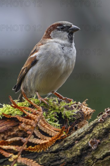 House sparrow (Passer domesticus) adult male perched on tree stump