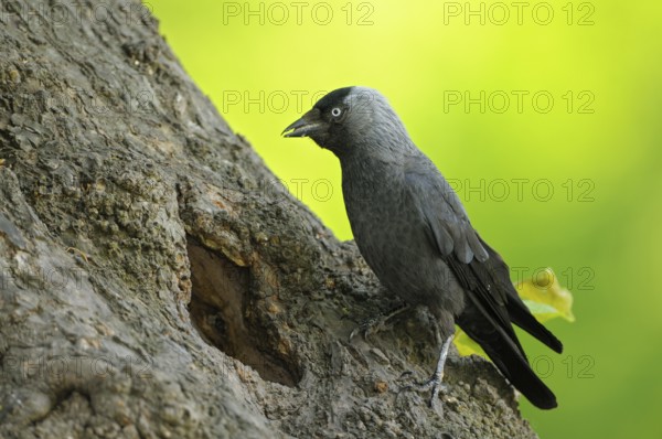 Dohle (Corvus monedula), Jackdaw, Altvogel an der Bruthoehle, mit Futter im Schnabel, Mai, Borken, Muensterland, Nordrhein-Westfalen, Deutschland