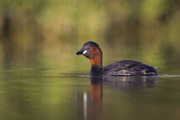 Little Grebe (Tachybaptus ruficollis), North Rhine-Westphalia, Germany