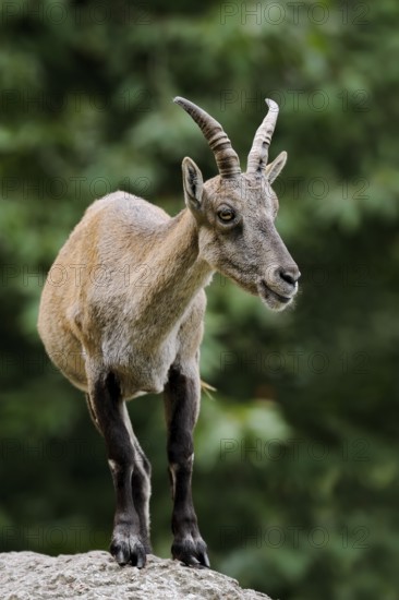 Alpine ibex (Capra ibex), female, Germany