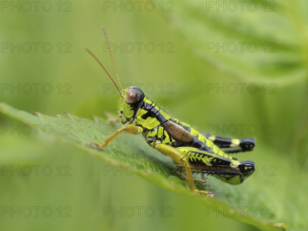 Green mountain grasshopper (Miramella alpina), Grasshopper, Green Mountain Grasshopper, grasshopper, insect, insects, close-up, Black Forest, Feldberg region, Baden-Württemberg, Federal Republic of Germany