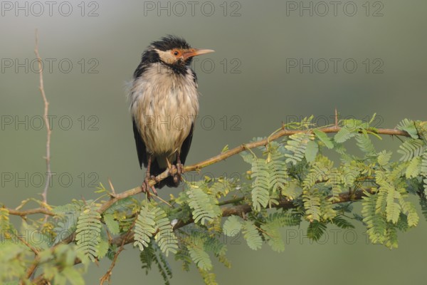 Pied Myna (Gracupica contra), Keoladeo National Park, India