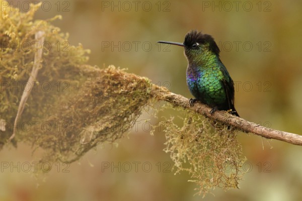 Fiery-throated Hummingbird (Panterpe insignis) perched on a branch, Costa Rica