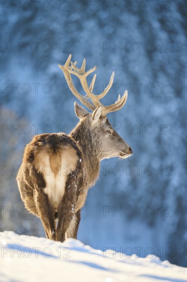 Red deer (Cervus elaphus) stag on a snowy meadow in the mountains in tirol, Kitzbühel, Wildpark Aurach, Austria