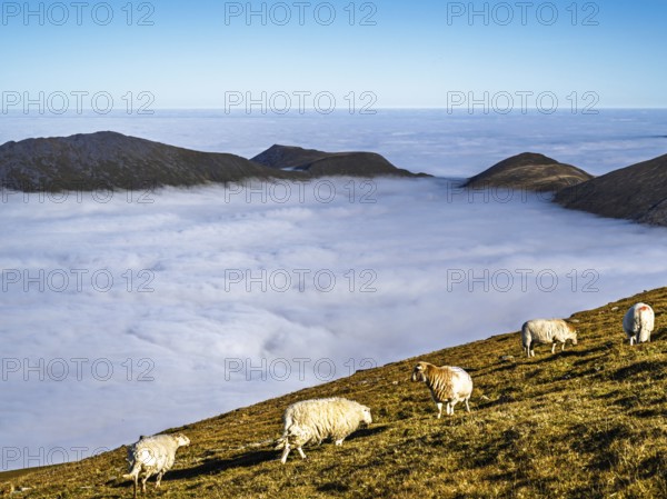 Sheeps on Snowdon Massif, Snowdon Range, Snowdonia, North Wales, UK