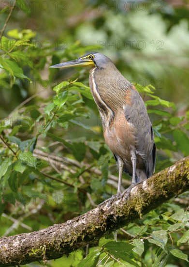 Bare-throated Tiger Heron (Tigrisoma mexicanum) - at Laguna Lagarto Lodge near Boca Tapada, Costa Rica