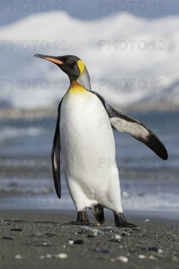King Penguin (Aptenodytes patagonicus) perched on a rocky beach on South Georgia Island