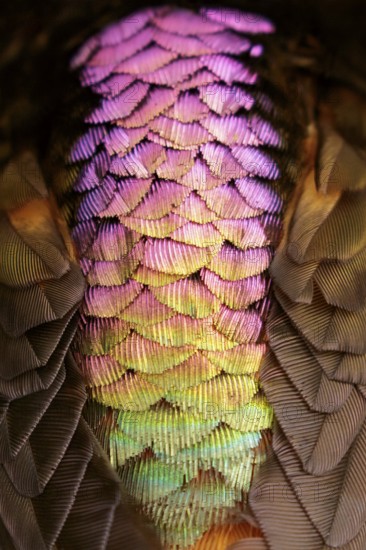 Shining Sunbeam (Aglaeactis cupripennis) perched on a branch in the Andes Mountains of Colombia