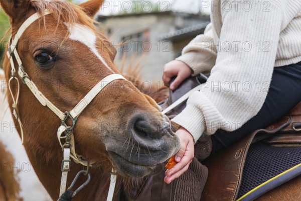 A young girl in a white sweater feeds a friendly brown horse on a sunny day at the farm, showcasing a warm bond between human and animal in a serene rural setting
