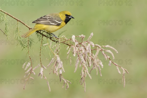 Orchard Oriole (Icterus spurius) juvenile, Texas, USA