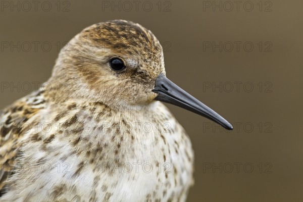 Dunlin (Calidris alpina), Asturias, Spain
