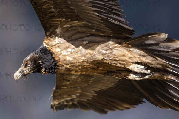 Bearded Vulture (Gypaetus barbatus) juvenile flying, Aragon, Spain