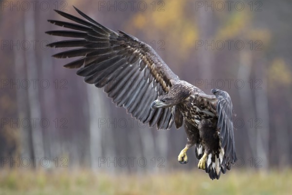 White-tailed Eagle (Haliaeetus albicilla) juvenile flying, Poland
