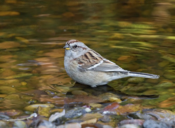American Tree Sparrow, Spizella arborea, bathing in a backyard pond in Saskatoon, Saskatchewan, Canada