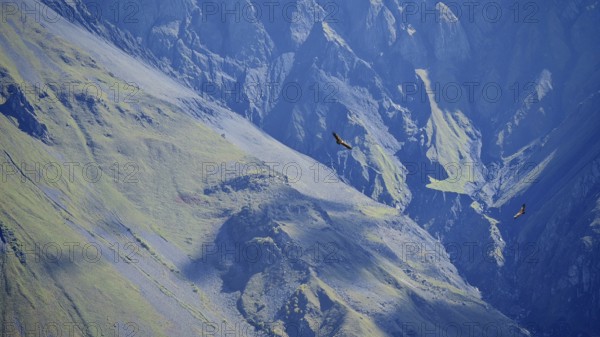 Majestic mountains with two griffon vultures (Gyps fulvus) in flight, blue and shady, Caucasus, Georgia