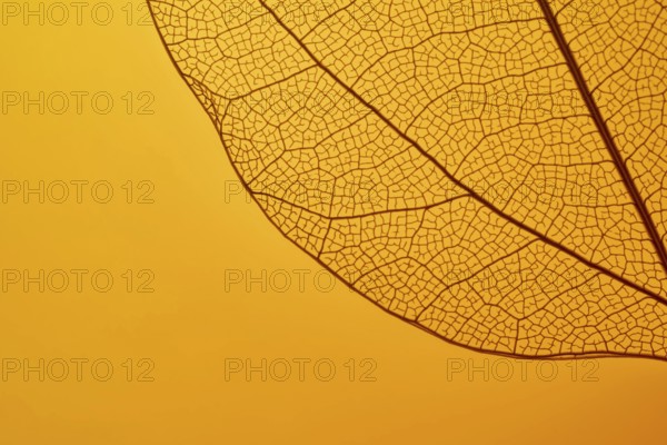 A detailed close-up of a leaf skeleton on a vibrant orange background, highlighting the intricate network of veins and textures. Nature's delicate artistry is beautifully displayed