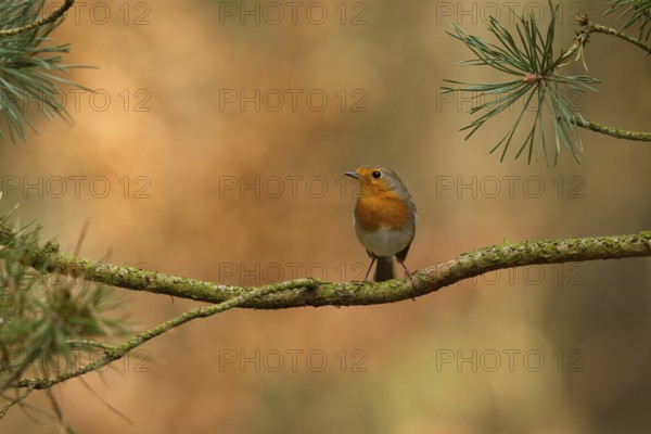 European Robin (Erithacus rubecula), Utrecht, Netherlands