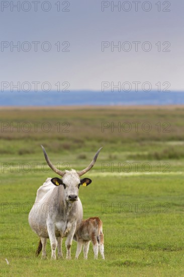 Hungarian Grey Cattle, Hungarian Grey Cattle, (Bos primigenius taurus), cow with calf, animal kids, Lake Neusiedl, Illmitz, Burgenland, Austria