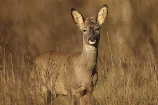 A roe deer stands alert in a sunlit field, surrounded by tall grasses. Its attentive ears and gentle eyes capture a peaceful moment in nature